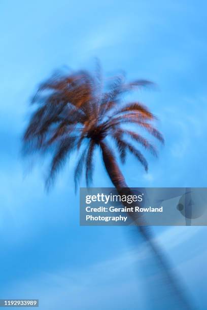 palm tree abstract, barcelona - barceloneta fotografías e imágenes de stock