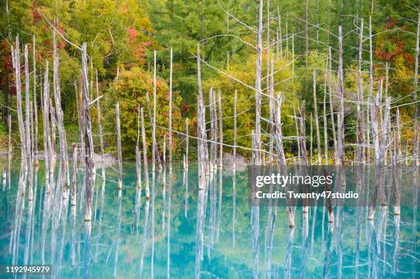 beautiful view of shirogane blue pond in biei town, hokkaido, japan - asahikawa stock-fotos und bilder