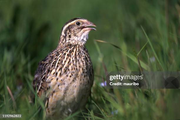 common quail (coturnix coturnix) - quail bird stock pictures, royalty-free photos & images