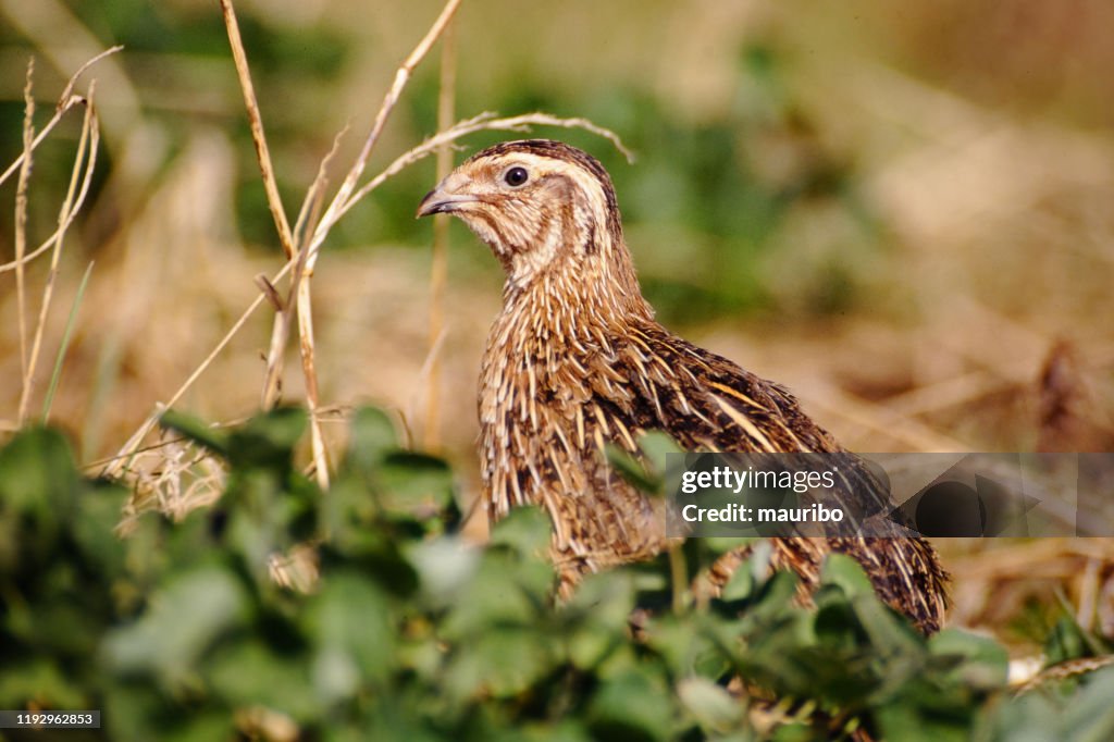 Codorna comum (coturnix Coturnix)