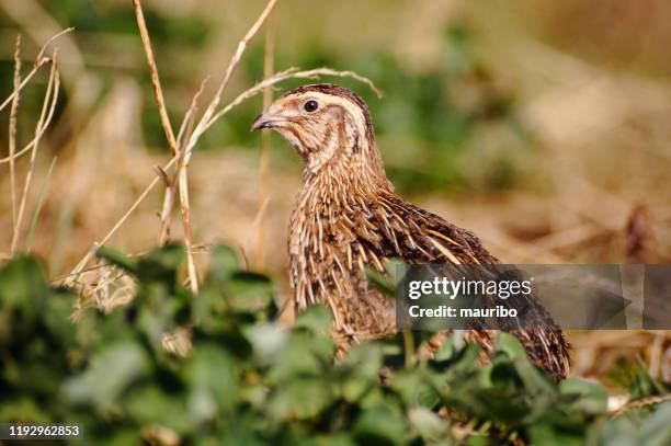 普通龜（科特尼克斯·科特尼克斯） - quail bird 個照片及圖片檔