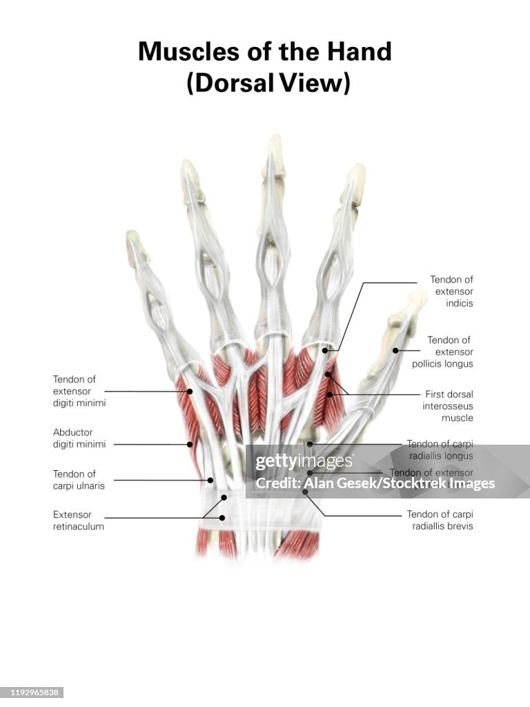 Digital illustration of muscles of the hand, dorsal view (no labels).