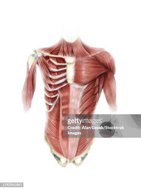 digital illustration of muscles of the human torso, anterior view (no labels). - tendon点のイラスト素材／クリップアート素材／マンガ素材／アイコン素材