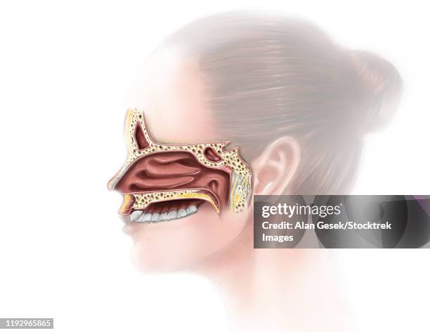 digital illustration of nose and nasal sinus anatomy (no labels) - epiglottis stock-grafiken, -clipart, -cartoons und -symbole