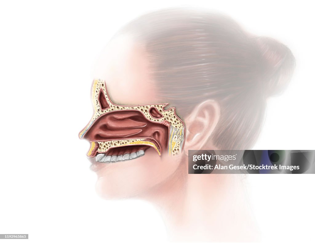 Digital illustration of nose and nasal sinus anatomy (no labels)