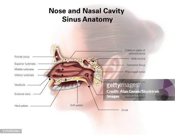 digital illustration of nose and nasal sinus anatomy (no labels) - nasal passage stock illustrations