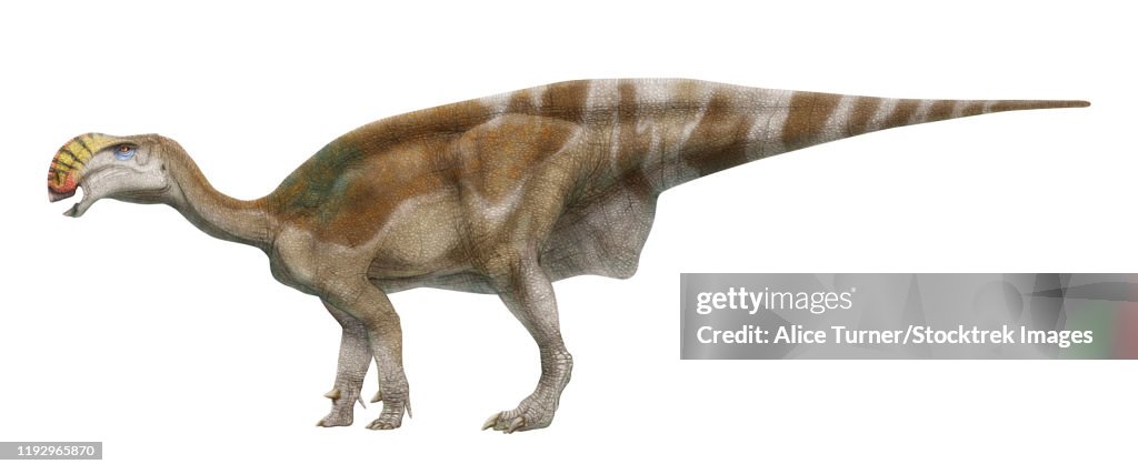 Altirhinus kurzanovi, lateral view.