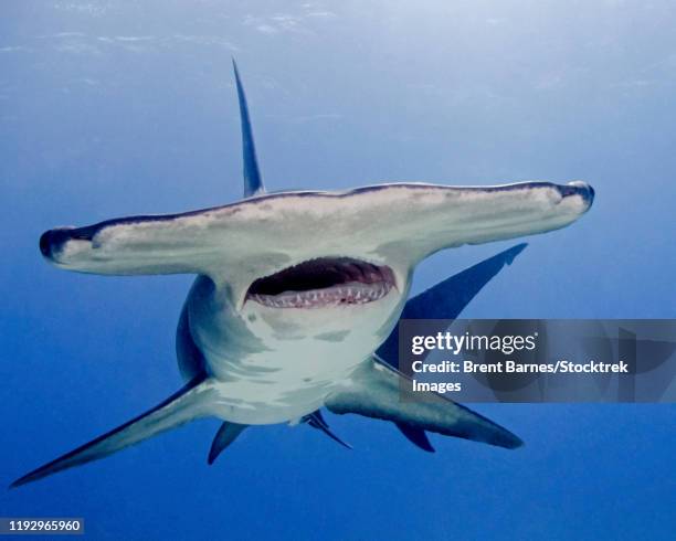great hammerhead shark with mouth open, tiger beach, bahamas. - great hammerhead shark stockfoto's en -beelden
