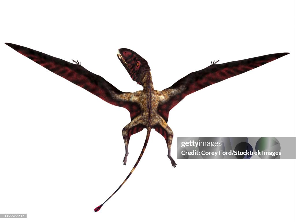 Dimorphodon Reptile Rear View High-Res Vector Graphic - Getty Images