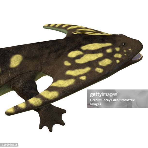 diplocaulus amphibian head. - diplocaulus stock illustrations