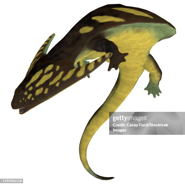 diplocaulus amphibian, white background. - carboniferous stock illustrations