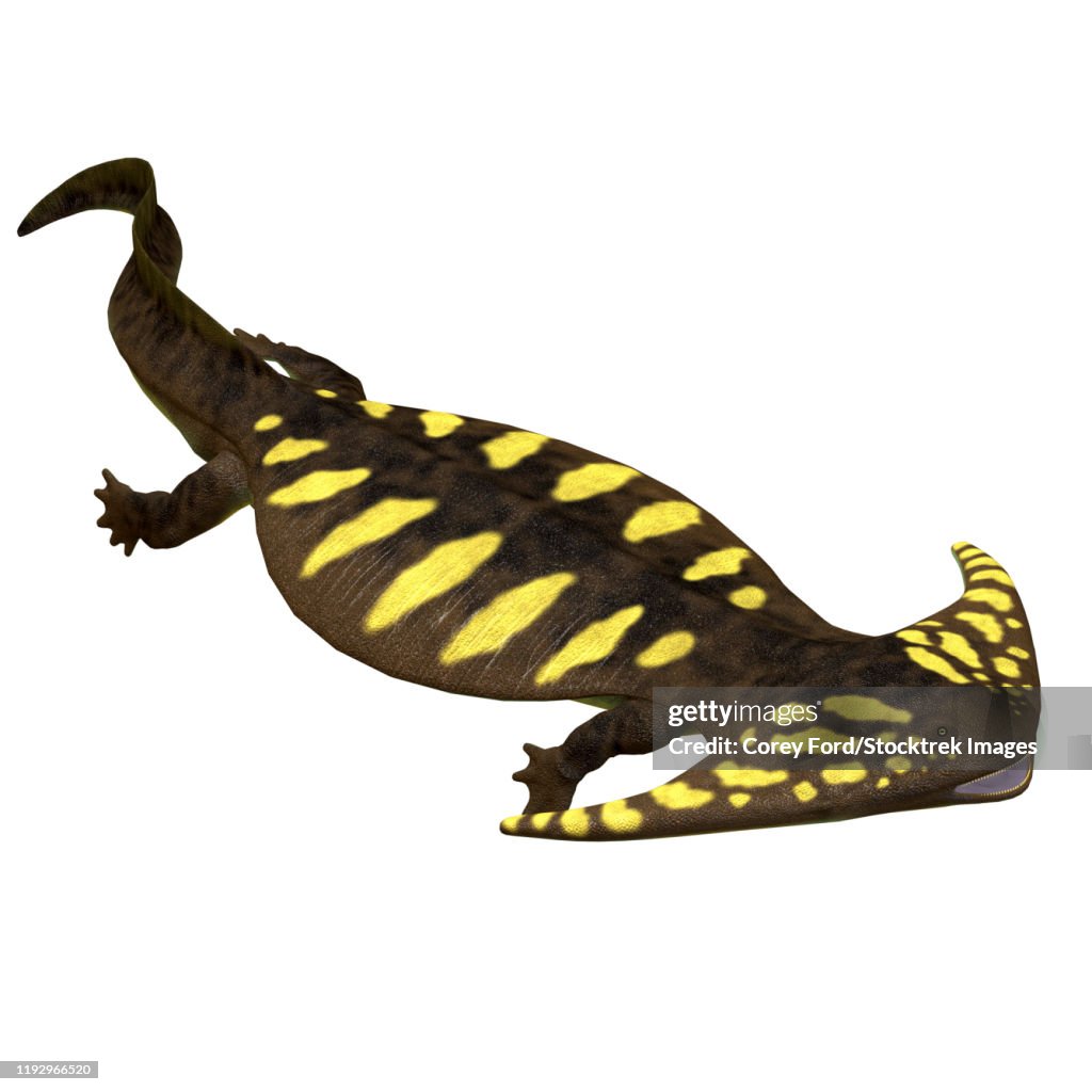 Diplocaulus amphibian, side profile.
