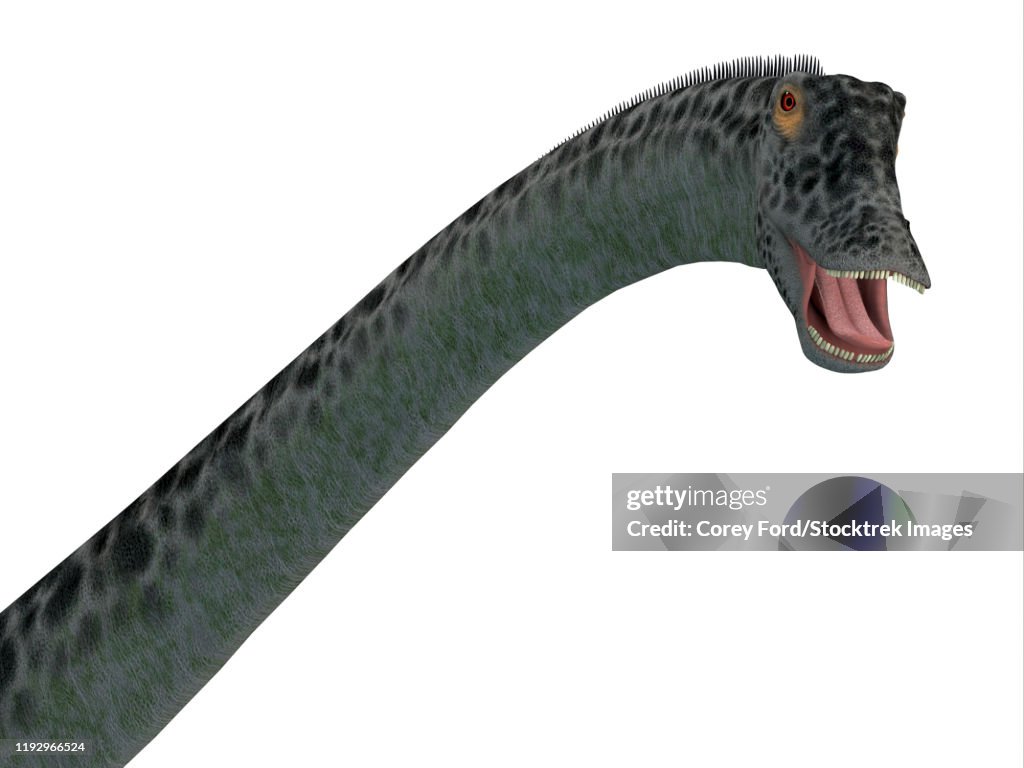 Diplodocus dinosaur head.