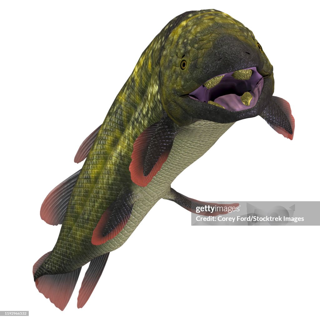 Dipterus prehistoric fish.