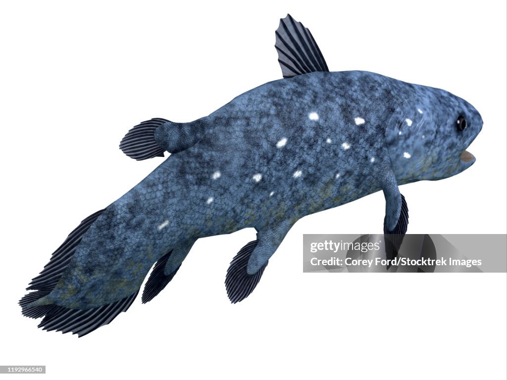 Coelacanth fish on white background.