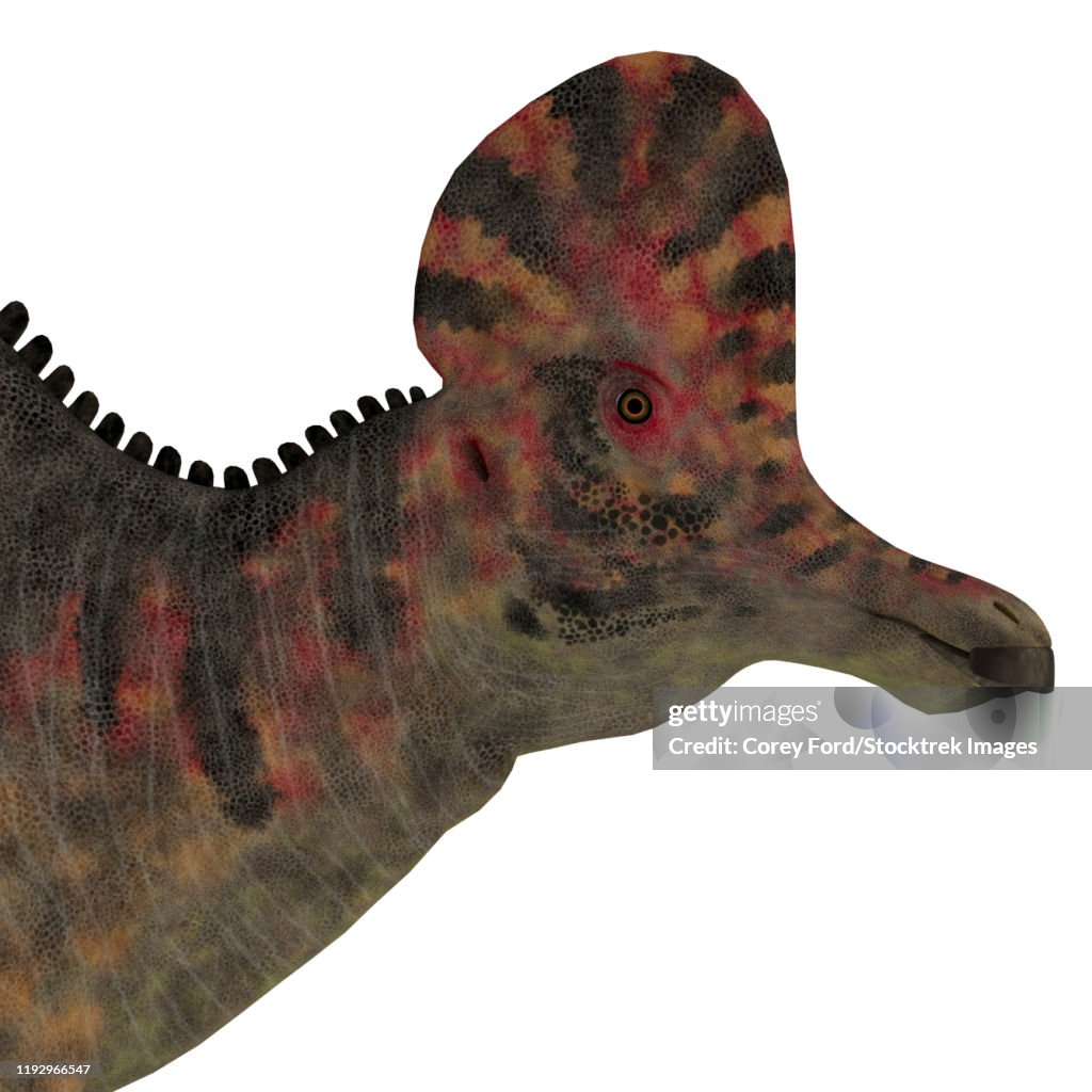 Corythosaurus dinosaur head.