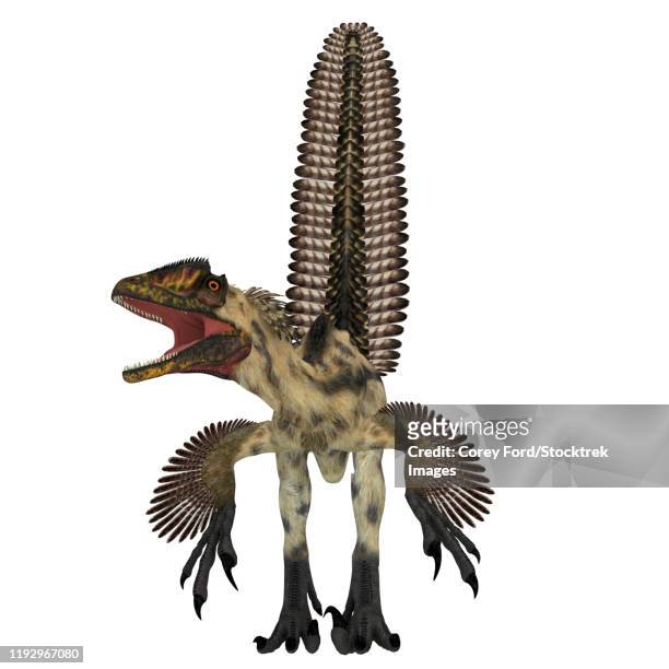illustrations, cliparts, dessins animés et icônes de deinonychus dinosaur, front view. - dromaeosauridae