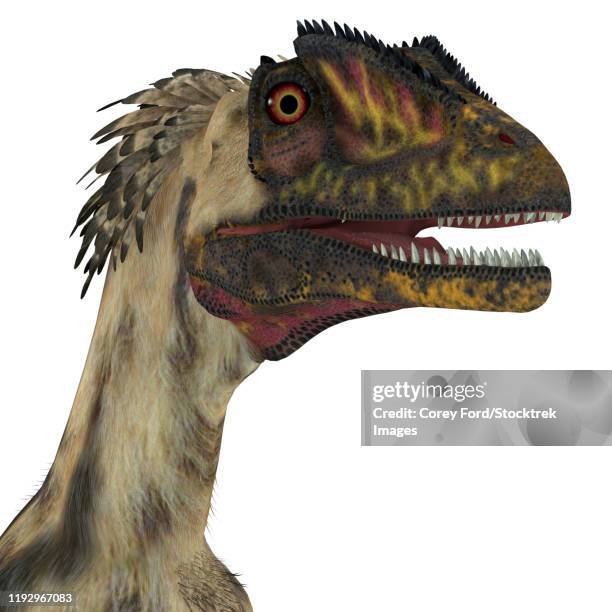 deinonychus dinosaur head. - deinonychus stock illustrations