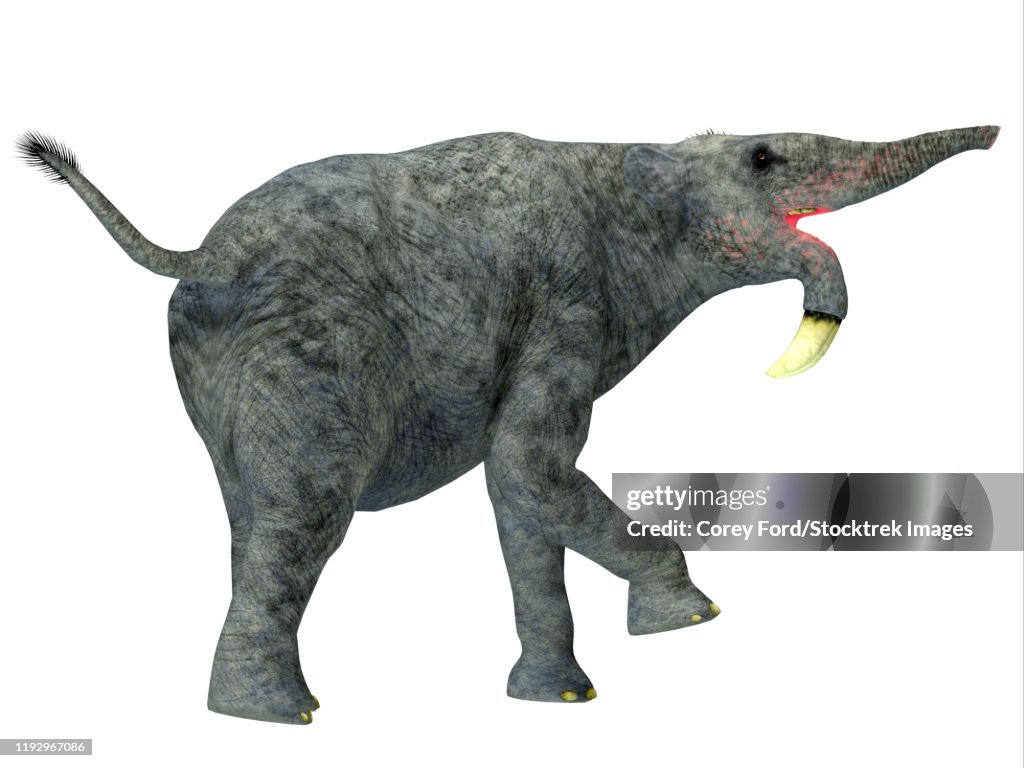 Deinotherium Mammal White Background High-Res Vector Graphic - Getty Images