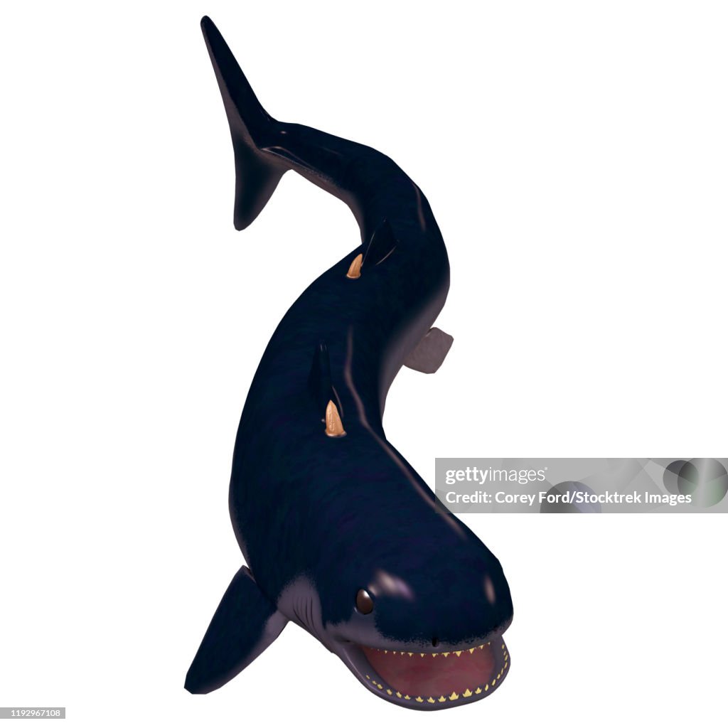 Cladoselache shark from the Devonian period.