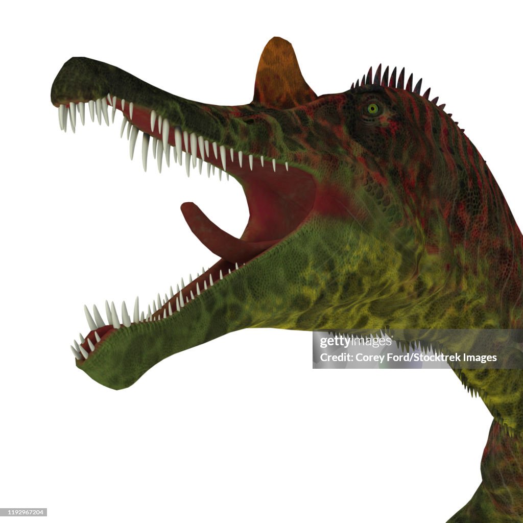 Ichthyovenator dinosaur head.