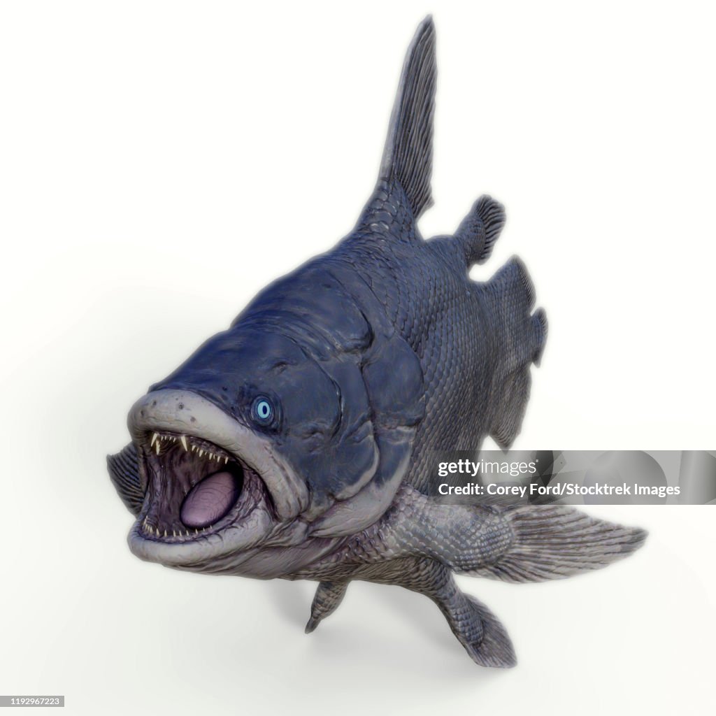 Mawsonia fish, white background.