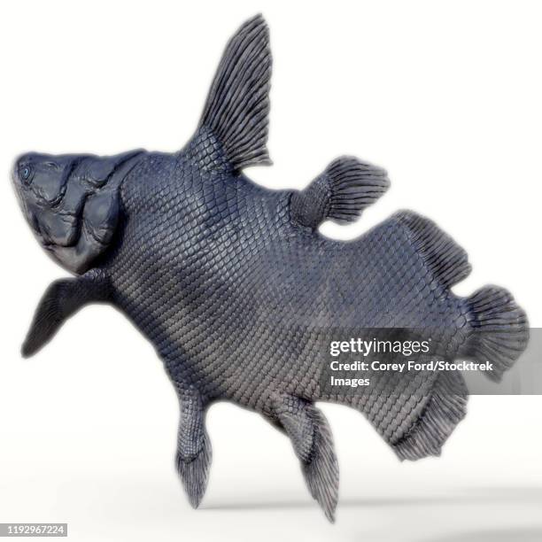 点のシーラカンスイラスト素材 Getty Images 点のシーラカンスイラスト素材 Getty Images