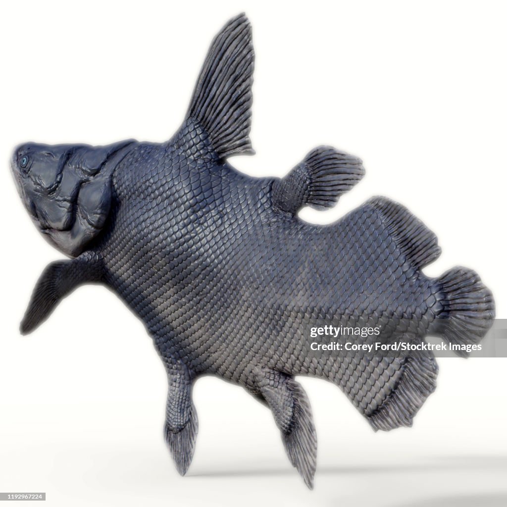 Mawsonia fish.