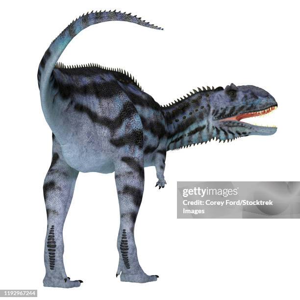 rear view of a majungasaurus dinosaur on white background. - megalosaurus stock illustrations