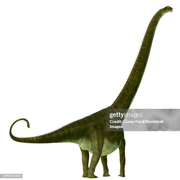 mamenchisaurus hochuanensis dinosaur on white backround. - quadrupedalism stock illustrations