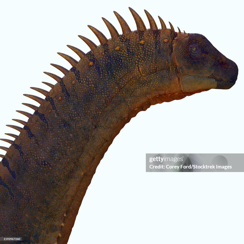 Alamosaurus Dinosaur Head