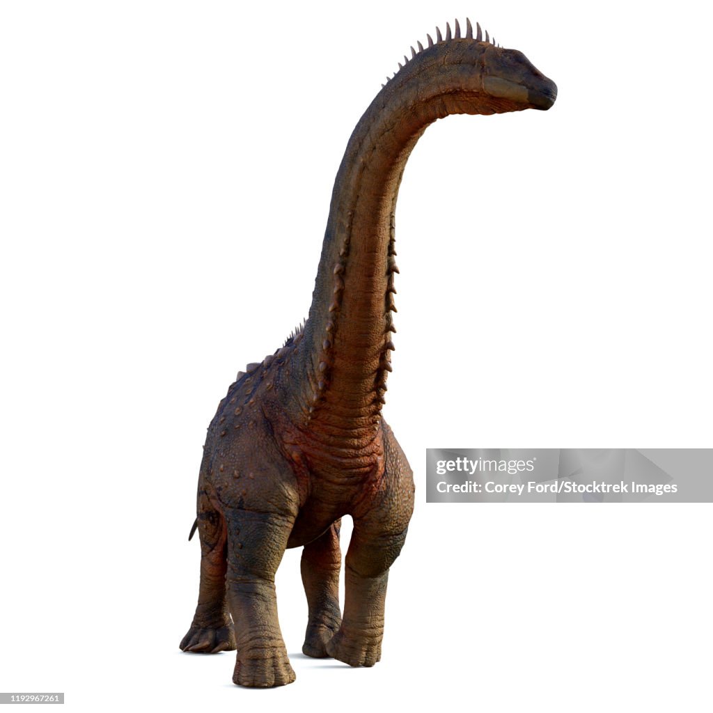 Alamosaurus dinosaur, front view.