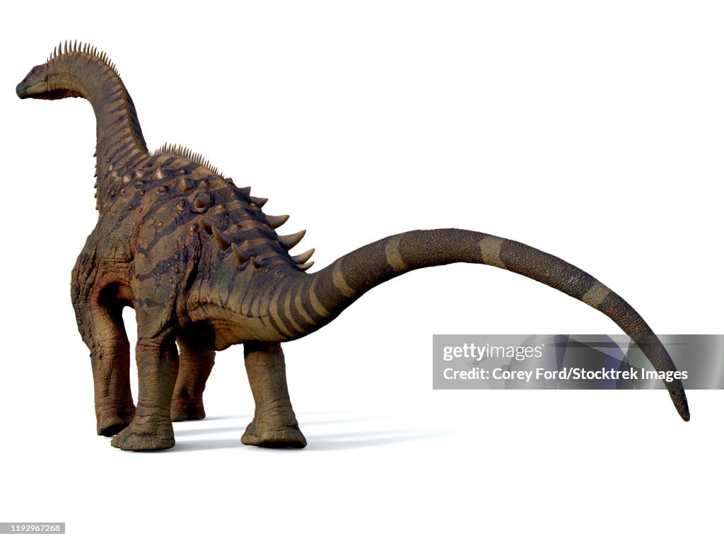 Alamosaurus dinosaur, rear view.