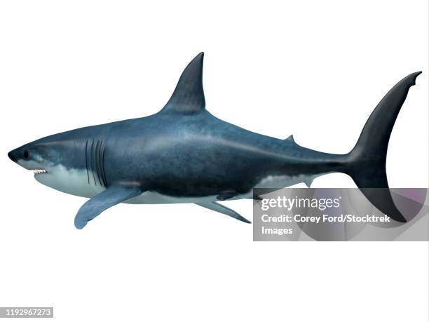 Megalodon Predator Shark Side Profile High-Res Vector Graphic