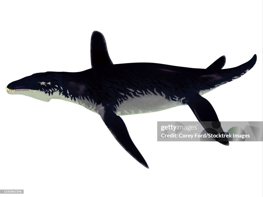 Liopleurodon reptile, side view.