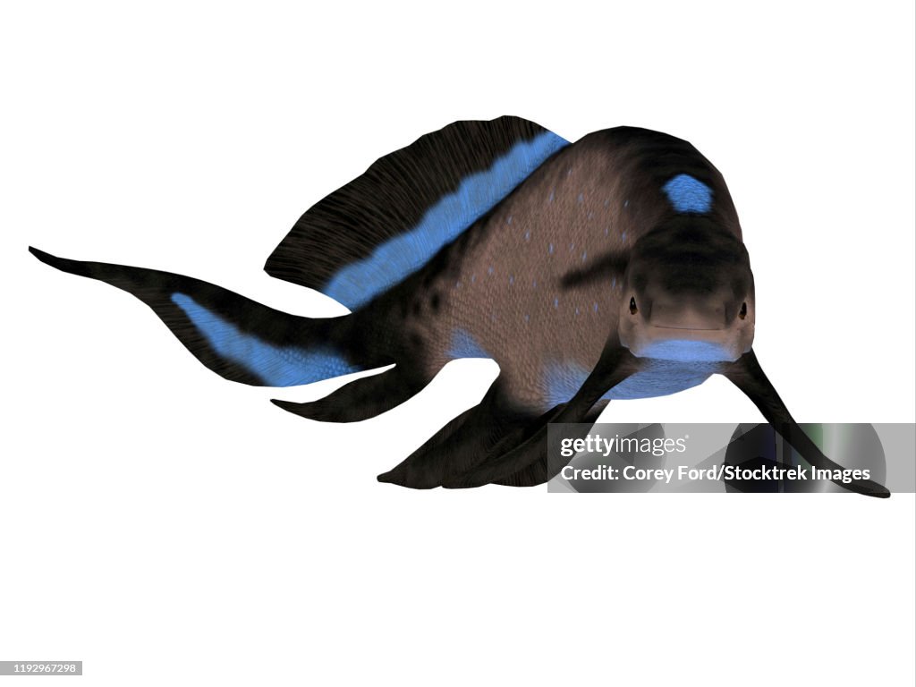 Scaumenacia jawless fish, white background.