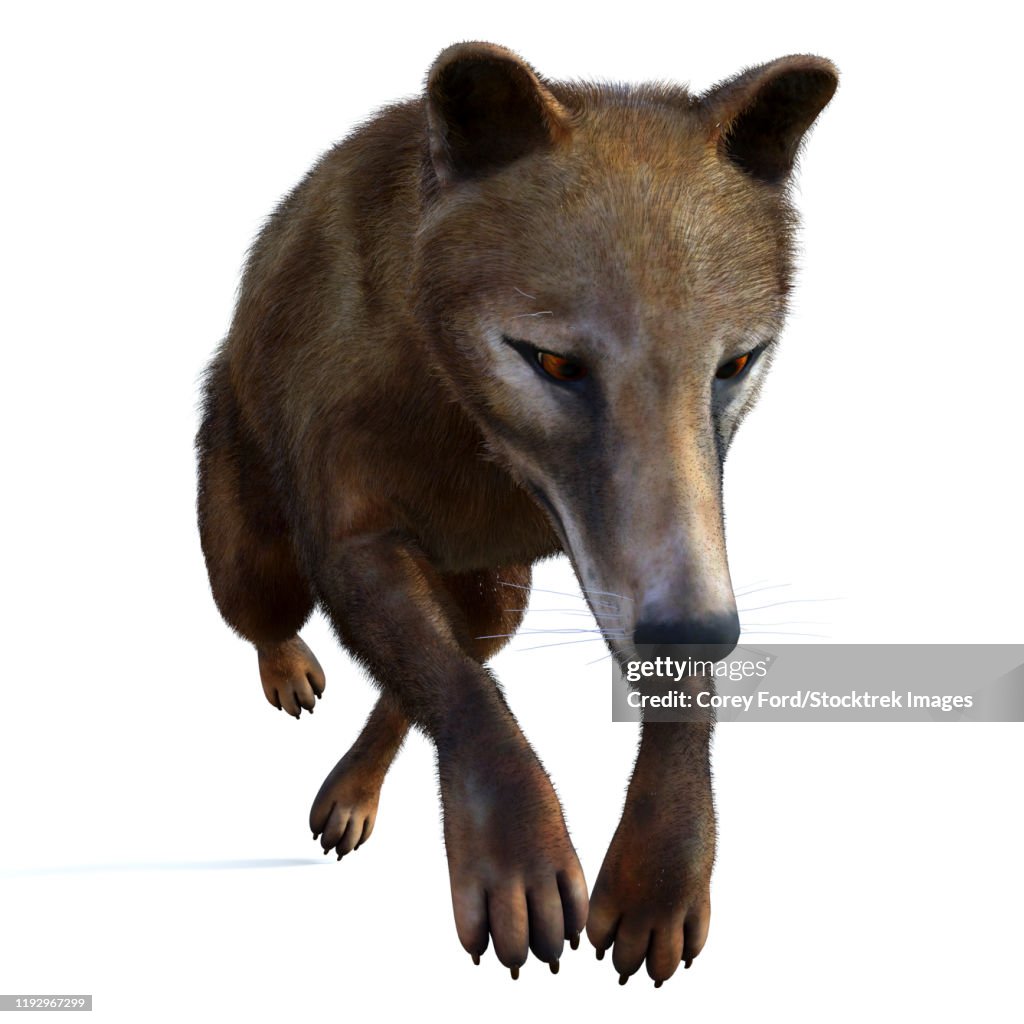 Thylacine marsupial leaping, front view.