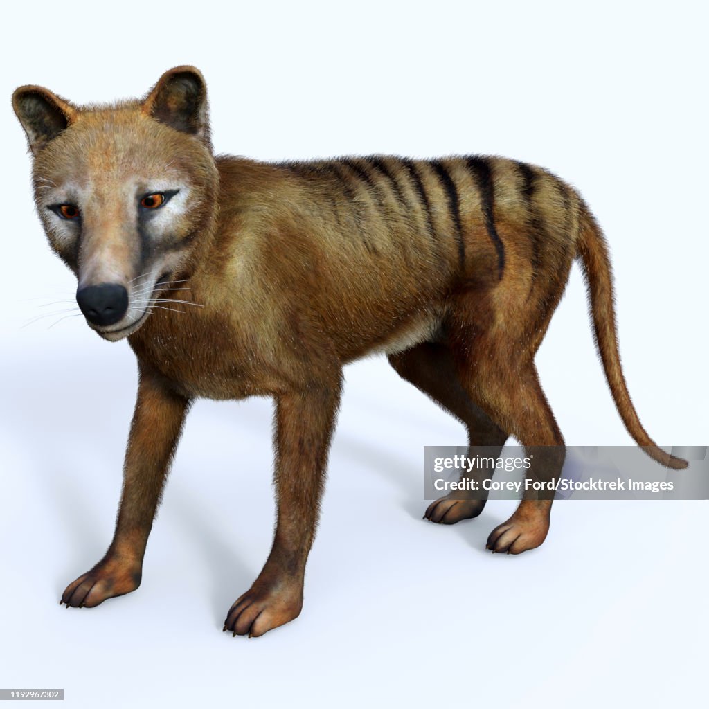 Thylacine marsupial, side profile.