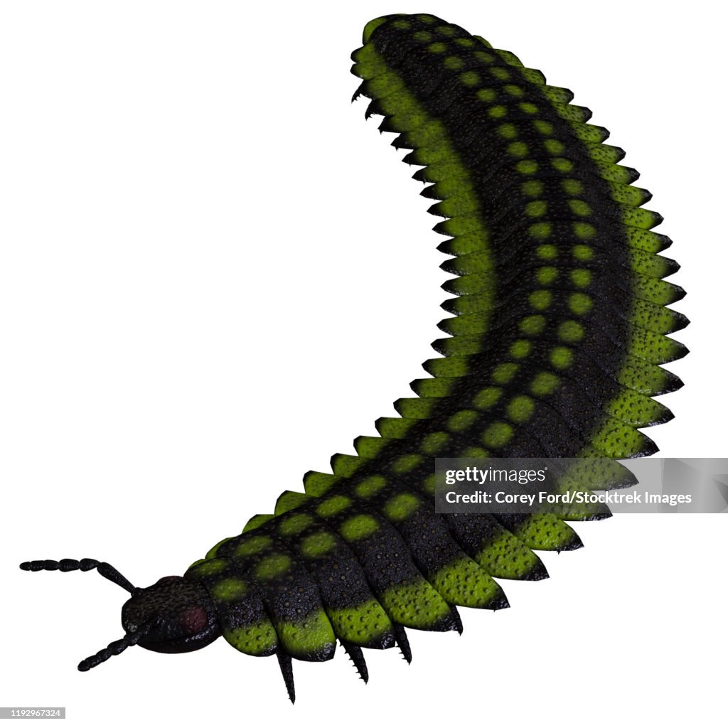 Arthropleura invertebrate of the Late Carboniferous Period.