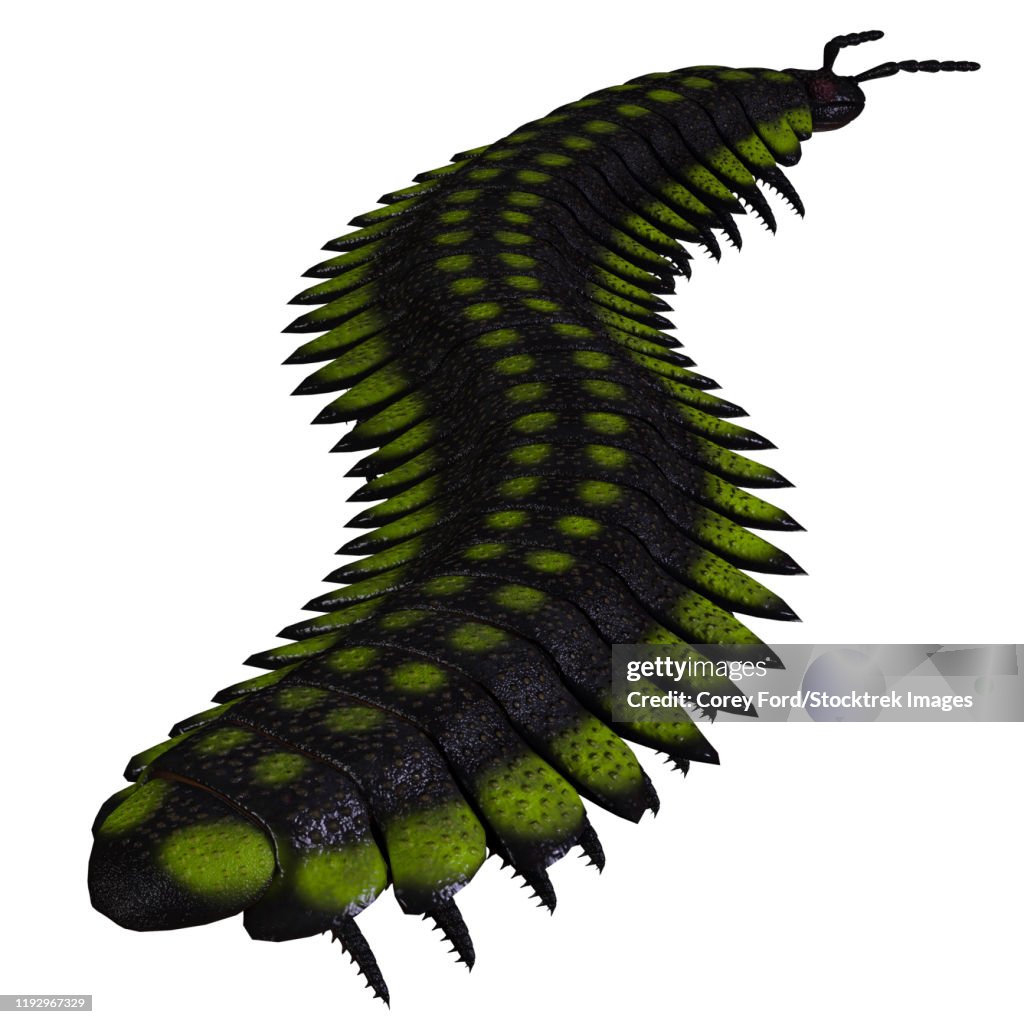 Arthropleura invertebrate of the Late Carboniferous Period.