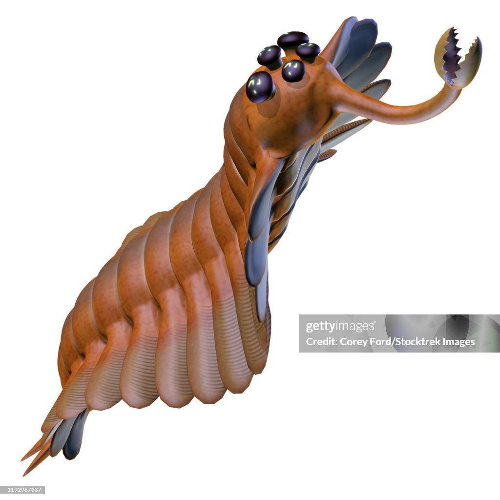 Illustration of an Opabinia arthropod from the Cambrian Period.