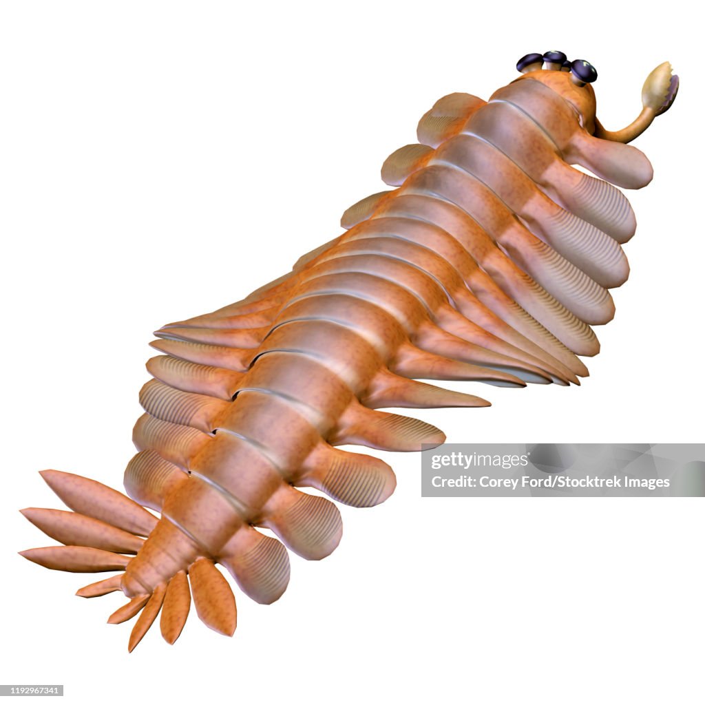 Rear view of an Opabinia arthropod from the Cambrian Period.