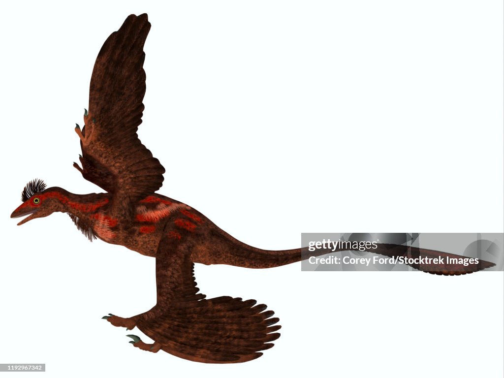 Microraptor, side profile.