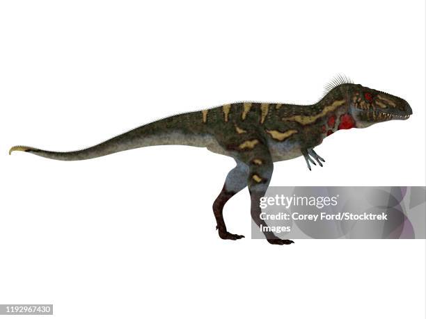 nanotyrannus dinosaur, side profile. - nanotyrannus stock illustrations