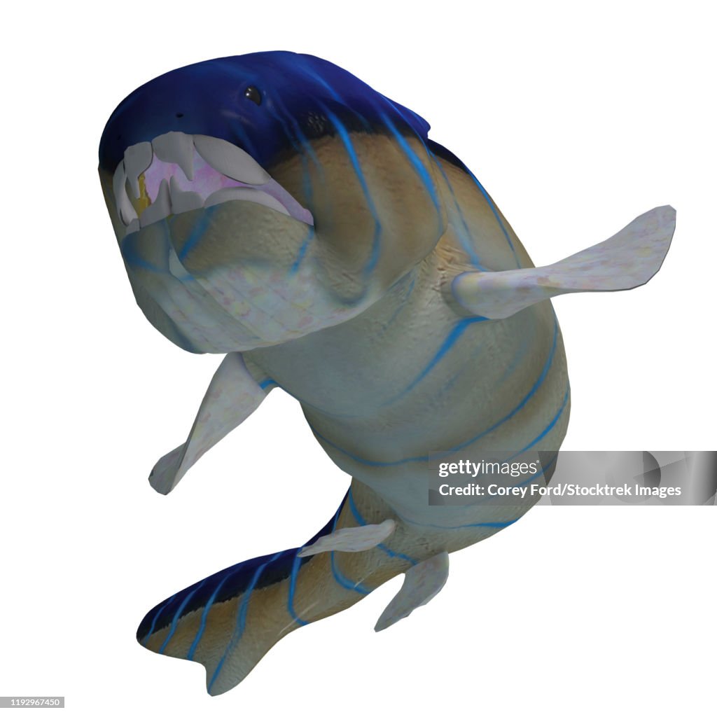 Dunkleosteus fish showing teeth.