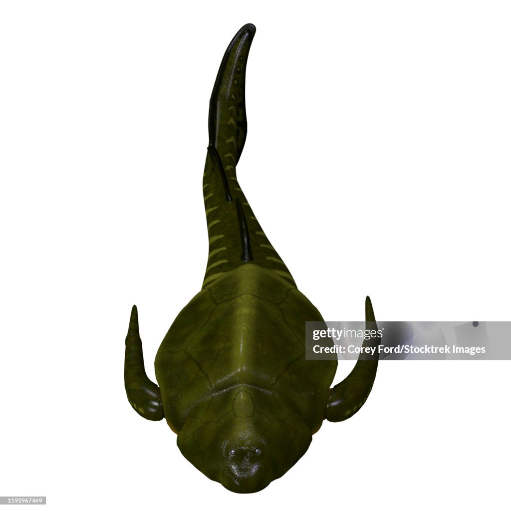 Bothriolepis fish head.