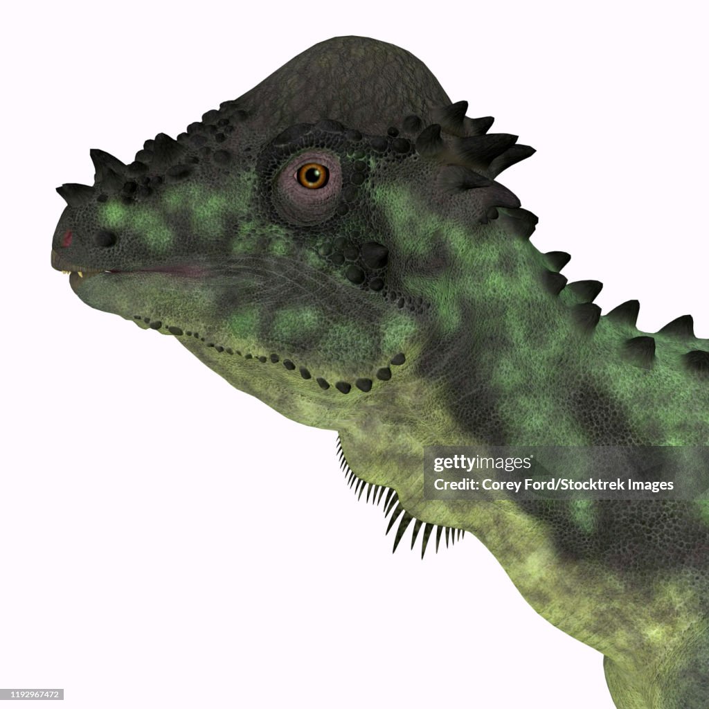 Pachycephalosaurus dinosaur, headshot.