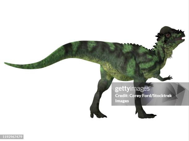 ilustraciones, imágenes clip art, dibujos animados e iconos de stock de pachycephalosaurus dinosaur on white background. - scute