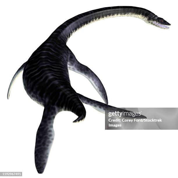 plesiosaurus reptile, rear view. - plesiosaur stock illustrations