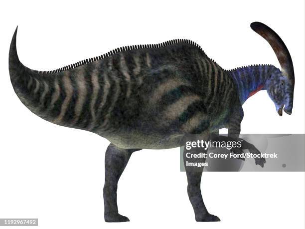 parasaurolophus dinosaur on white background. - quadrupedalism stock illustrations